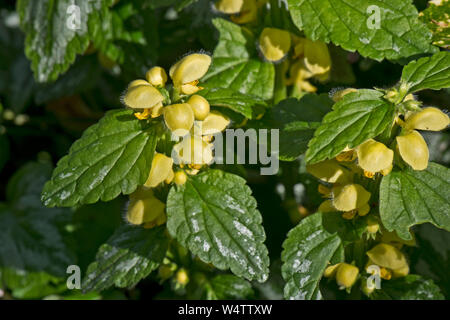 Archange jaune panachée (Lamiastrum galeobdolon ssp. argentatum 'Variegatum') plantes envahissantes non indigènes de plantes de jardin. Banque D'Images