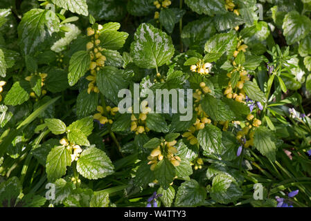 Archange jaune panachée (Lamiastrum galeobdolon ssp. argentatum 'Variegatum') plantes envahissantes non indigènes de plantes de jardin. Banque D'Images