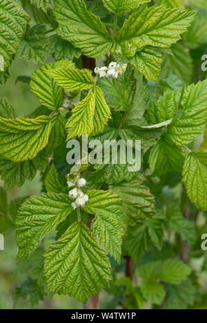 Les jeunes feuilles de framboisier et début des boutons de fleurs sur les fruits des plantes dans un jardin, Berkshire, Avril Banque D'Images