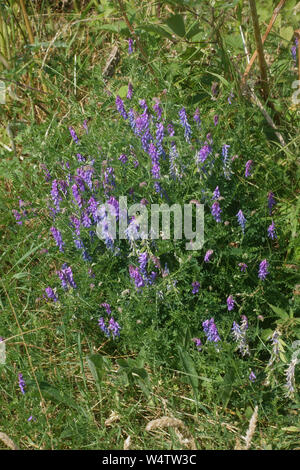 En touffes ou oiseau vesce (Vicia cracca) en bleu fleur pourpre parmi la végétation chalk downland, Berkshire, Juillet Banque D'Images