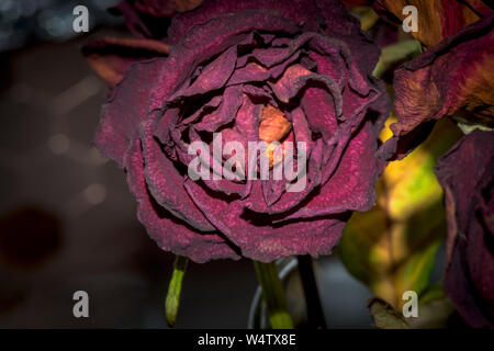 Fleurs séchées macro photographie détaillée. Utile à titre de décoration pour l'intérieur et la conception de sites web. Bouquet de roses séchées sombre. Rose séchée dans flash. Banque D'Images
