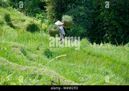 L'homme traditionnel balinais en chapeau conique travaillant dans les rizières en terrasses de Tegallalang, près de Ubud, Bali, Indonésie Banque D'Images