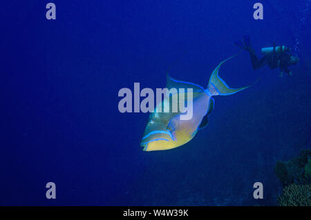 Triggerfish Queen Banque D'Images