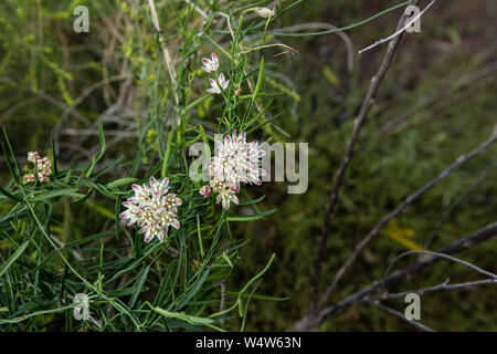 L'asclépiade a Twinevine ombelles délicates de fleurs blanches et s'enroule autour d'autres plantes à atteindre pour le soleil. Banque D'Images