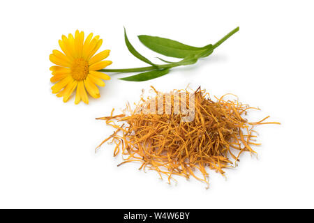 Fleur de calendula et un tas de feuilles sèches isolé sur fond blanc Banque D'Images