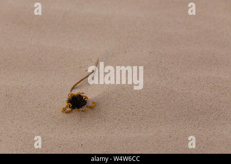 Une fleur de tournesol est enterré dans le sable. Banque D'Images