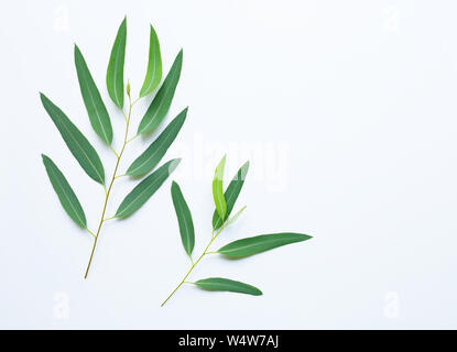 Des feuilles d'eucalyptus sur fond blanc. Banque D'Images