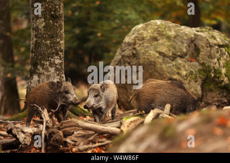 Troupeau de Jeunes sangliers, Sus scrofa, dans la forêt d'automne en arrière-plan, Allemagne Banque D'Images