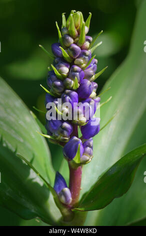 Tige de belles fleurs violettes tropicales sur les feuilles d'un vert profond. Banque D'Images