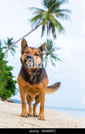 Chien en colère agressive montre les dents sur la plage. Banque D'Images