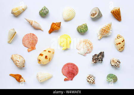 La composition des coquilles de mer exotiques sur fond blanc. Banque D'Images