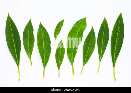 Plumeria feuilles sur fond blanc. Vue d'en haut Banque D'Images