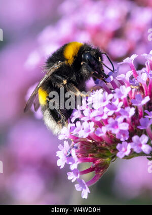 Bumblebee à queue blanche, (Bombus lucorum), est occupé à polliniser une fleur de Verbena pourpre Banque D'Images