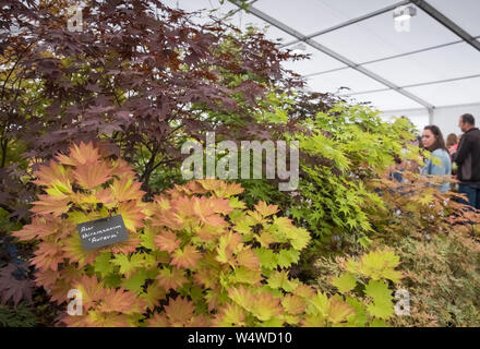 Affichage des arbres Acer at UK garden show, avec Acer shirasawanum 'Aureum' avec des feuilles de couleur vert et orange. Banque D'Images