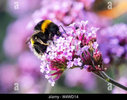 Bumblebee à queue blanche, (Bombus lucorum), est occupé à polliniser une fleur de Verbena pourpre Banque D'Images