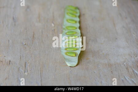 Acacia sur planche de bois frais Banque D'Images