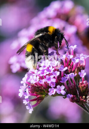 Bumblebee à queue blanche, (Bombus lucorum), est occupé à polliniser une fleur de Verbena pourpre Banque D'Images