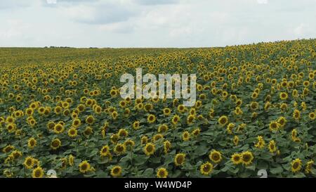 Tournesols dans le domaine. Superbes champs de tournesols en été. Banque D'Images