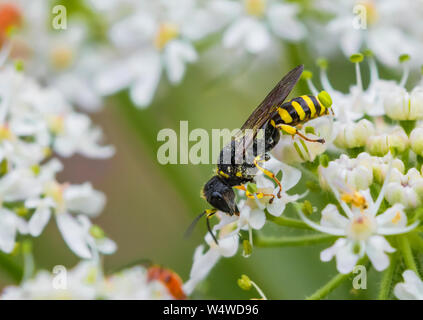 Guêpe Ectemnius, un genre de guêpes dans la famille Crabronidae en été dans le West Sussex, Angleterre, Royaume-Uni. Banque D'Images