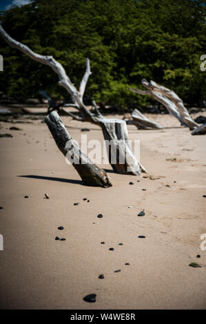 Le bois pétrifié sur une plage de sable sur la grande île d'Hawaï Banque D'Images
