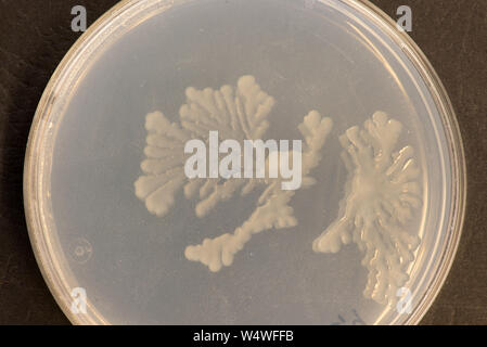 Colonie de bactéries du sol sur une plaque de gélose avec formulaire rhizoïde Banque D'Images