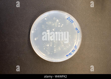 Les colonies de bactéries sur plaque de gélose dans un laboratoire de recherche Banque D'Images