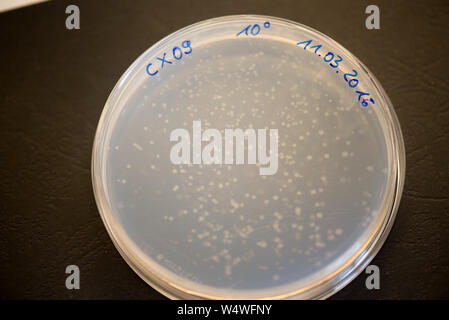 Les colonies de bactéries sur plaque de gélose dans un laboratoire de recherche Banque D'Images