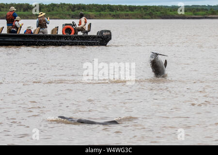 Les dauphins de l'Amazone (Inia geoffrensis) geofrensis s'ébattre dans l'Amazone péruvien Banque D'Images