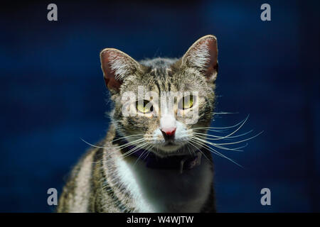 Portrait d'un chat à rayures de tigre femelle Banque D'Images