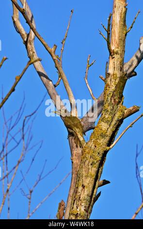 Pic à tête grise (Picus canus) Banque D'Images