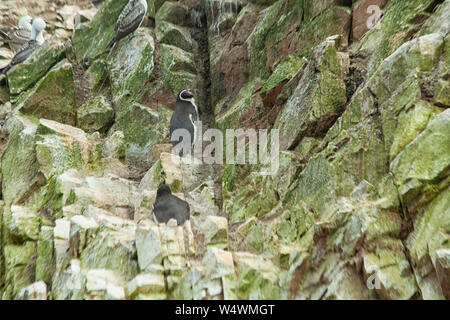 Les pingouins de Humboldt sur les rochers de Islas Ballestas près de Parc National de Paracas, als connu sous le nom de 'pauvre'. Galapagos mans Pérou Banque D'Images