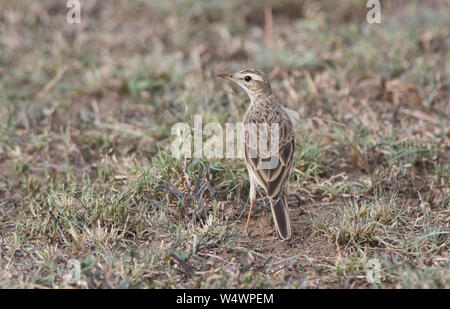 Herbage Sprague (Anthus cinnamoneus) Banque D'Images