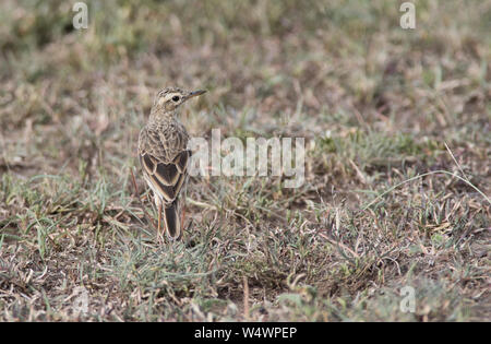 Herbage Sprague (Anthus cinnamoneus) Banque D'Images