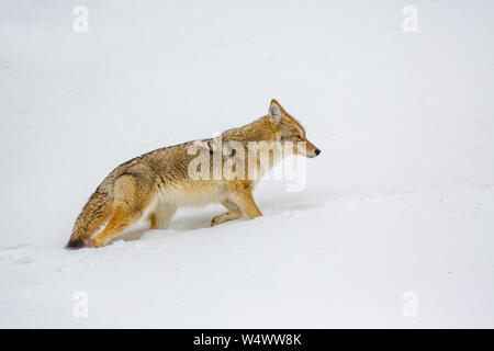 Coyote en manteau d'hiver, marche dans la haute neige Banque D'Images