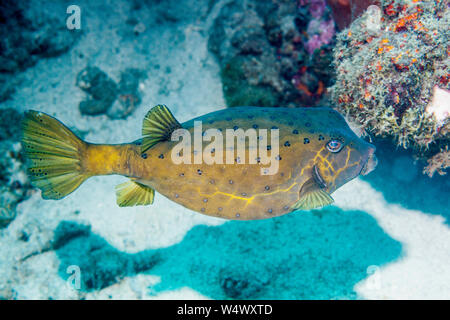 Ostracion cubicus boxfish [Jaune]. Nord de Sulawesi, en Indonésie. Banque D'Images