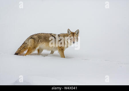 Regarder à droite un appareil photo, beau coyote en hiver Banque D'Images