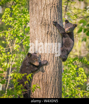 Paire de trois mois d'ours noir oursons arbre d'escalade Banque D'Images