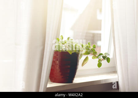 Plante en rouge sur la fenêtre du semoir-sill Banque D'Images