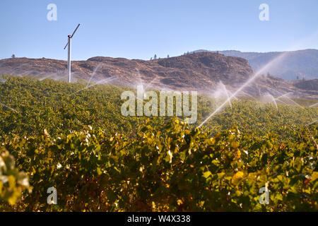 Vineyard Okanagan d'irrigation de la Colombie-Britannique. Un vignoble est irrigué au crépuscule dans la vallée de l'Okanagan, Colombie-Britannique, Canada. Banque D'Images