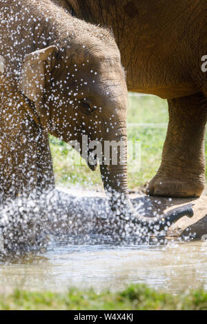 ZSL zoo de Whipsnade, Bedfordshire. 25 juillet 2019. Royaume-uni : Les animaux Météo barboter dans l'eau pour refroidir à ZSL Whipsnade Zoo.la canicule, avec des températures allant jusqu'à 39 degrés ont été enregistrées à travers le Royaume-Uni. Trois ans de l'éléphant d'Asie, Elizabeth, refroidi dans l'étang dans l'enclos de l'éléphant, ZSL zoo de Whipsnade, UK Crédit : Chris Aubrey/Alamy Live News Banque D'Images