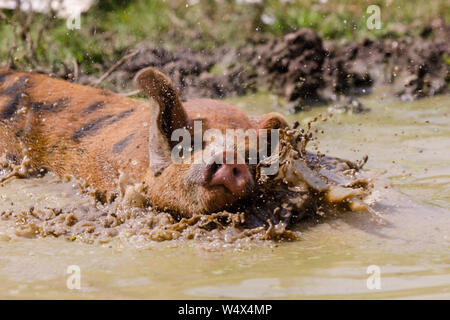 ZSL zoo de Whipsnade, Bedfordshire. 25 juillet 2019. Royaume-uni : Les animaux Météo barboter dans l'eau pour refroidir à ZSL Whipsnade Zoo.la canicule, avec des températures allant jusqu'à 39 degrés ont été enregistrées à travers le Royaume-Uni. Gloucester vieux spot porcelet refroidi dans un bain de boue dans Hullabazoo, ZSL zoo de Whipsnade, UK Crédit : Chris Aubrey/Alamy Live News Banque D'Images