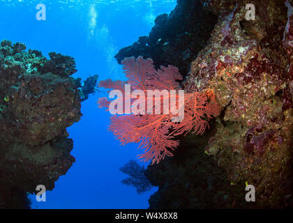 Plongeur femelle prend la vidéo avec de grands éventails de mer rouge entre les pinacles. Lagon de Beqa, Fidji. Banque D'Images