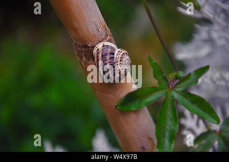 Escargot Grove, marron-lipped escargot sur une tige tordue Banque D'Images