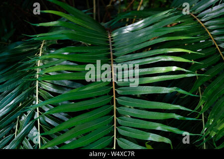 Fougère, vert feuilles succulentes tropicales, avec des plantes exotiques dans le milieu naturel, une texture de la feuille de fougère Banque D'Images