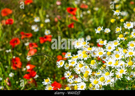Belle prairie floraison de coquelicots et marguerites sur une journée d'été ensoleillée Banque D'Images
