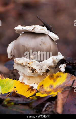 L'Amanita Vaginata poussant dans le sol de la forêt en automne Banque D'Images