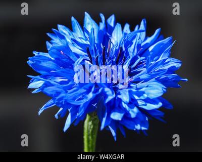 Photo Gros plan d'un beau bleu bleuet (Centaurea cyanus) dans un jardin avec un fond sombre Banque D'Images