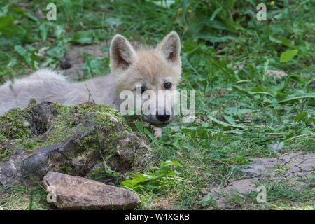 Loup arctique cub qui se cache derrière un tronc d'arbre à la recherche d'attention autour de Banque D'Images