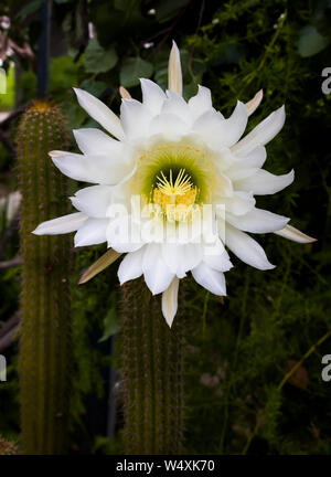 Blanc énorme fleur de cactus qui fleurit en blanc et jaune. Banque D'Images