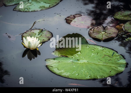L'eau blanche fleur nénuphar ou nenuphar ou avec les feuilles de nénuphar. Nymphaea alba. Jardin de Claude Monet, Giverny, France. Banque D'Images